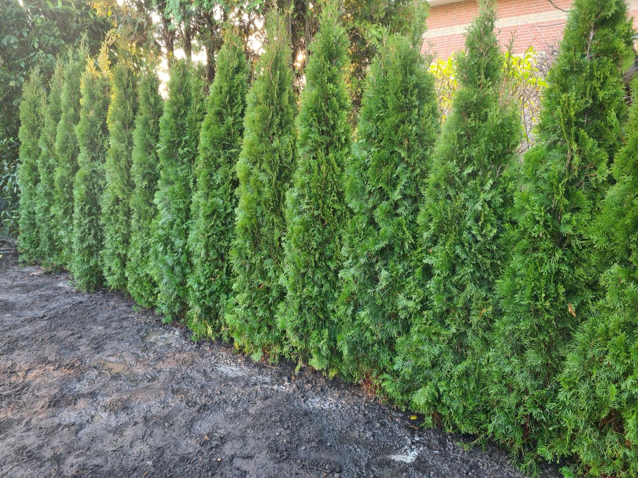 Thuja Smaragd coniferen in alle maten leverbaar