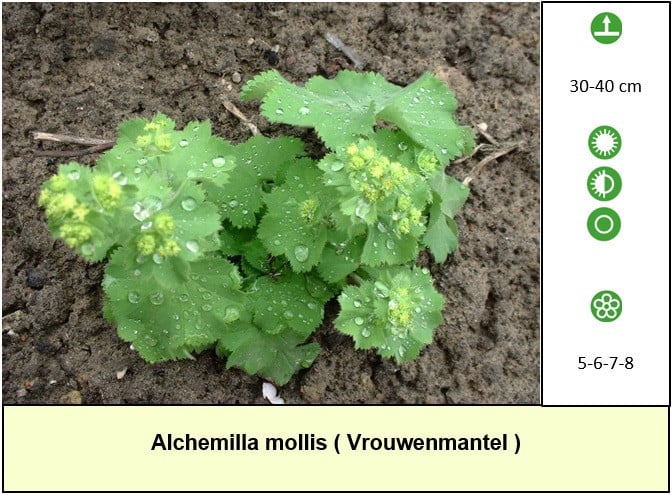 In ons plantenkraampje, mooie bijen,- en vlinderplanten voor €1,25 p/st !
