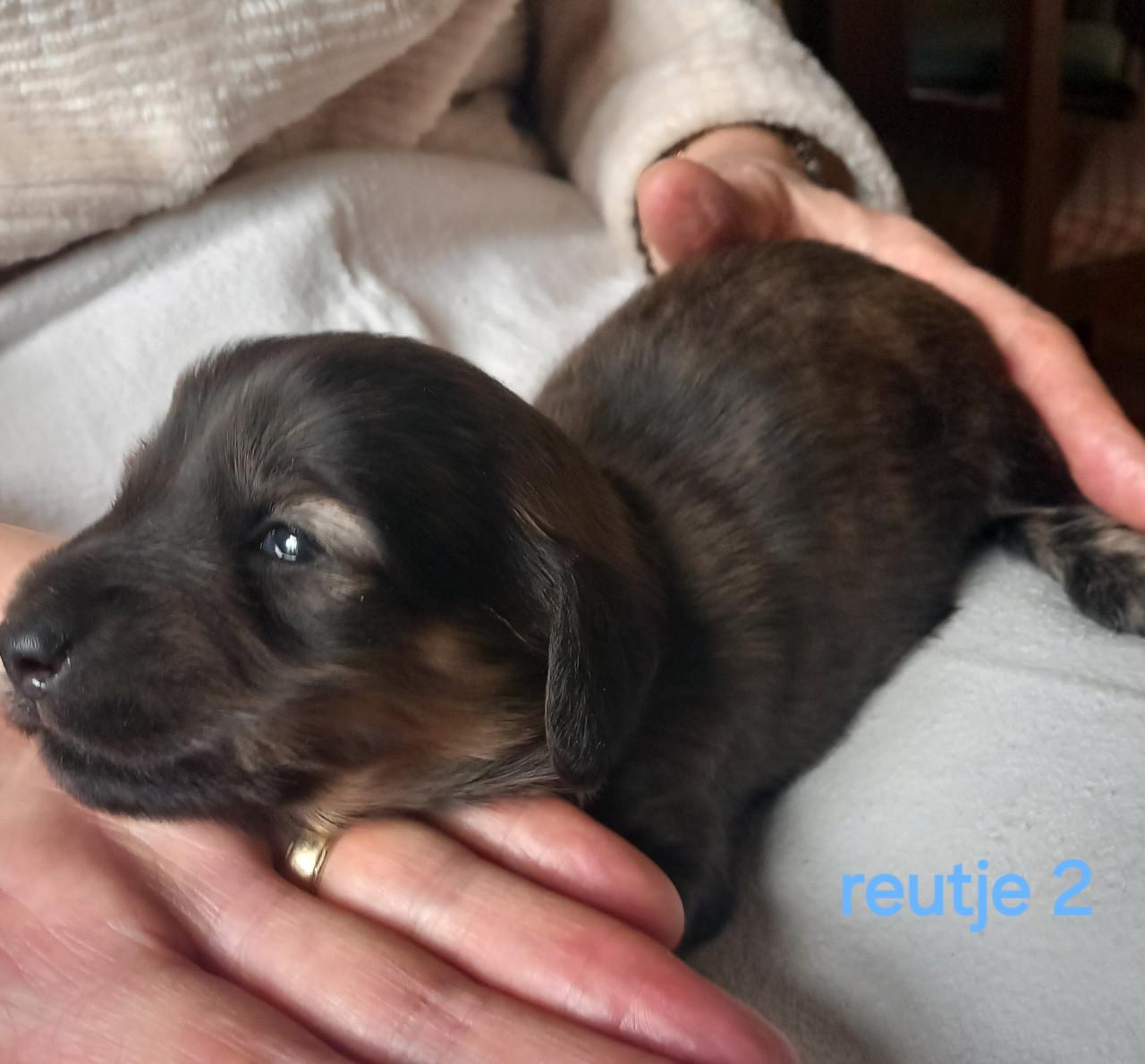 Langhaar teckel puppies