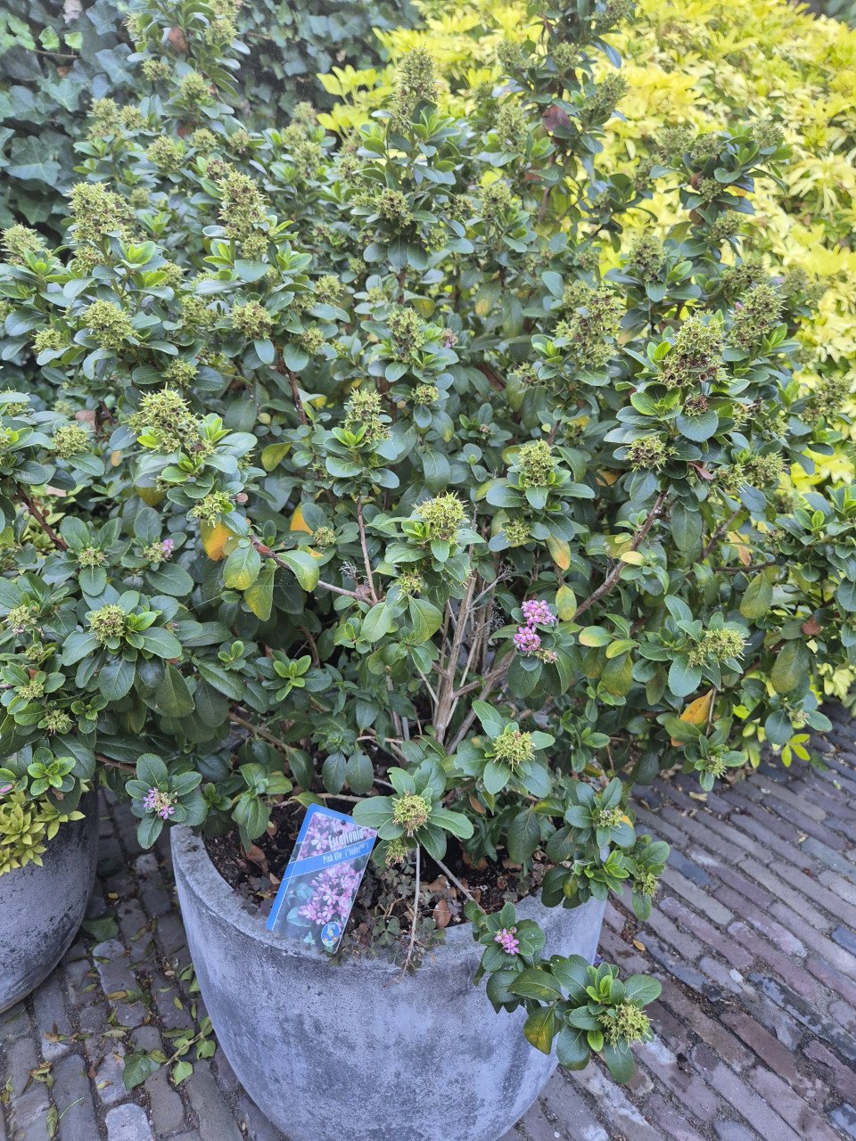 2 betonnen bloempotten met plant