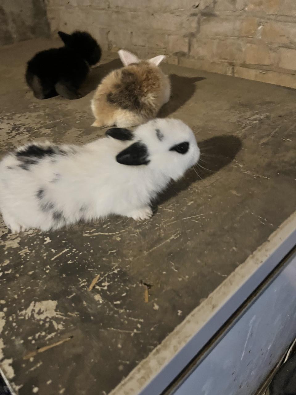 8 lieve baby konijntjes te koop