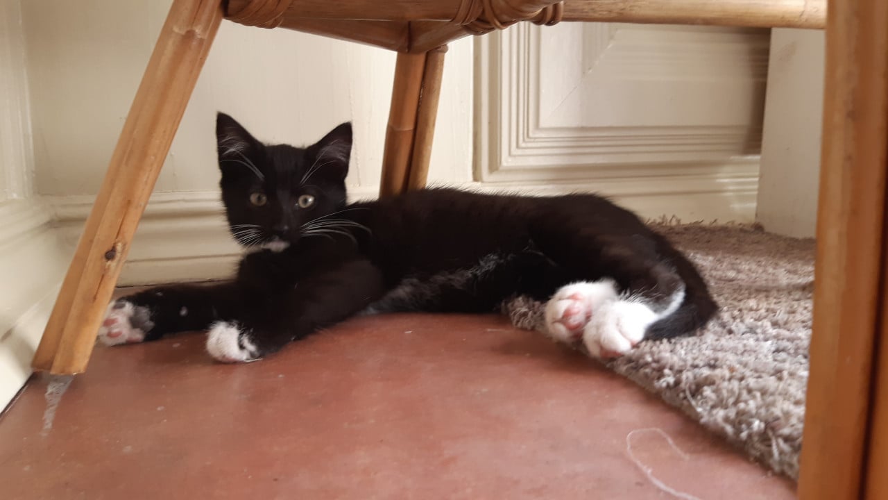 Kittens