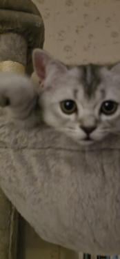 Hele lieve britse korhaar kitten