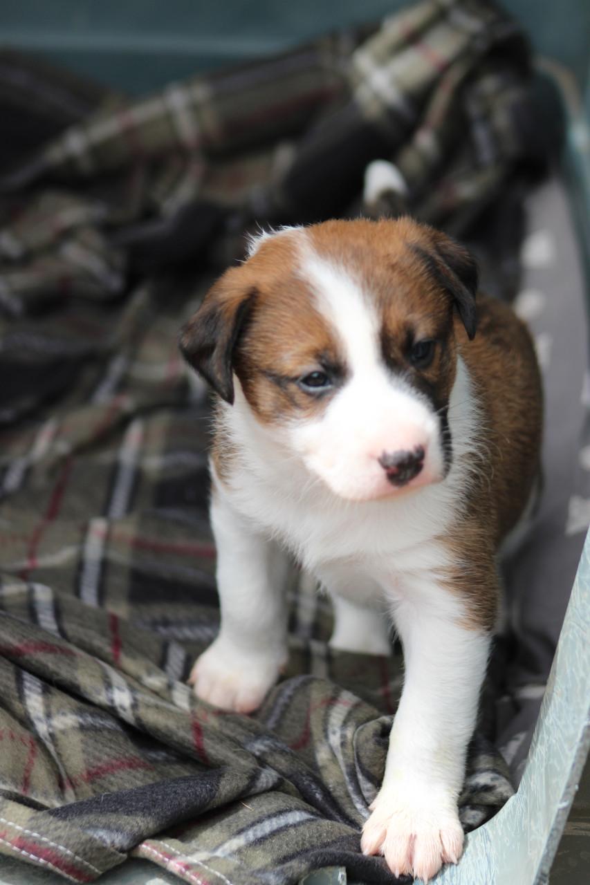 Alora Dog Rescue: Freddy laat je hart smelten