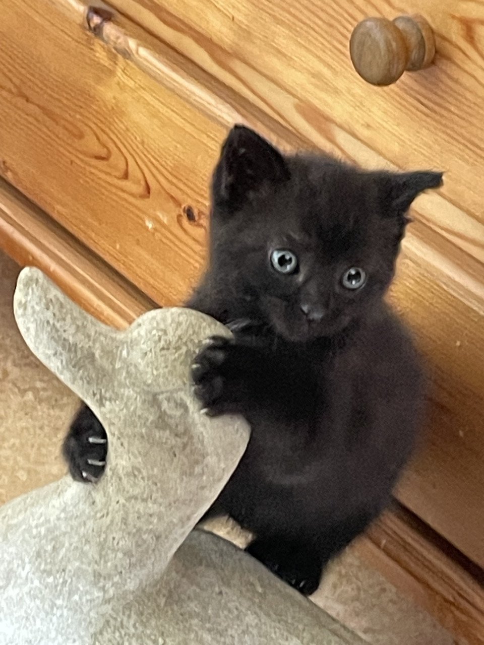 Schattig kitten mannetje