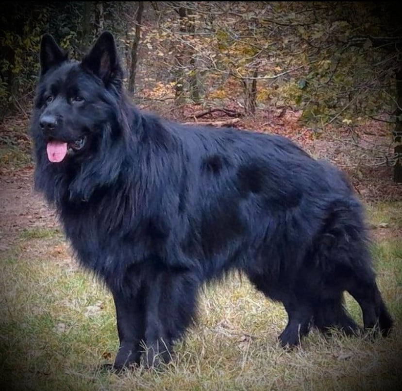 Duitse Herder pup Julia en Jules