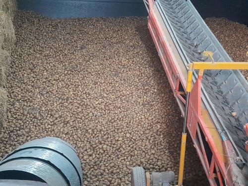 Aardappels ras Donata