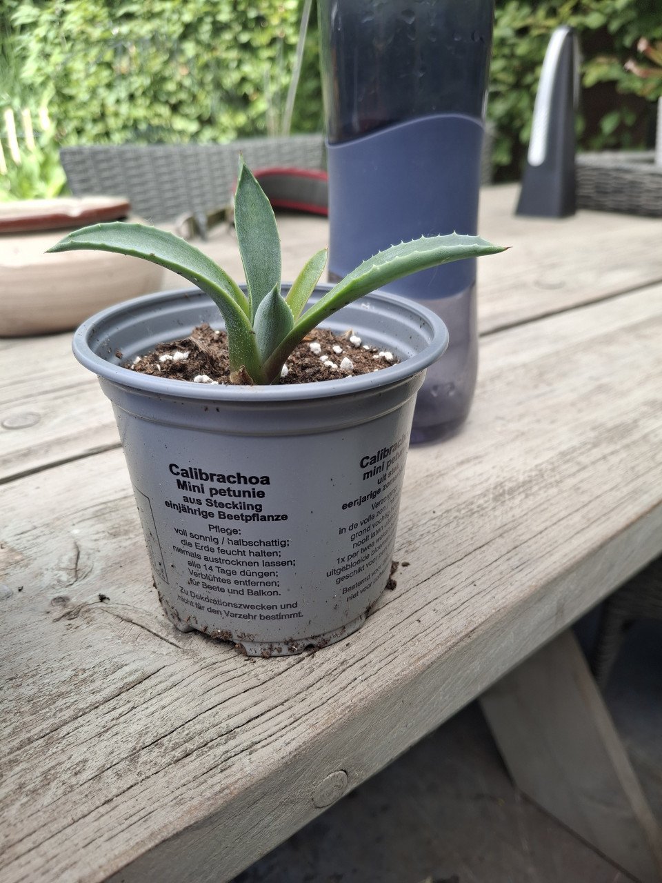 Agave stekjes