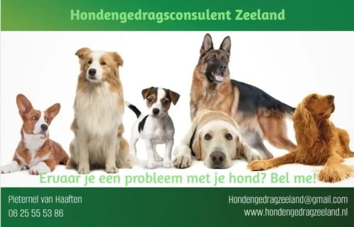 Hondengedragsdeskundige