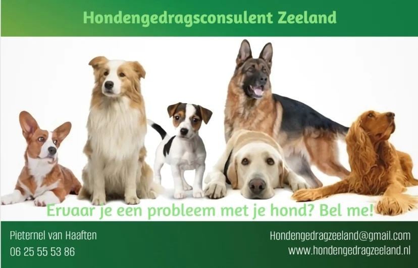 Hondengedragsdeskundige