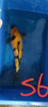 Koi's