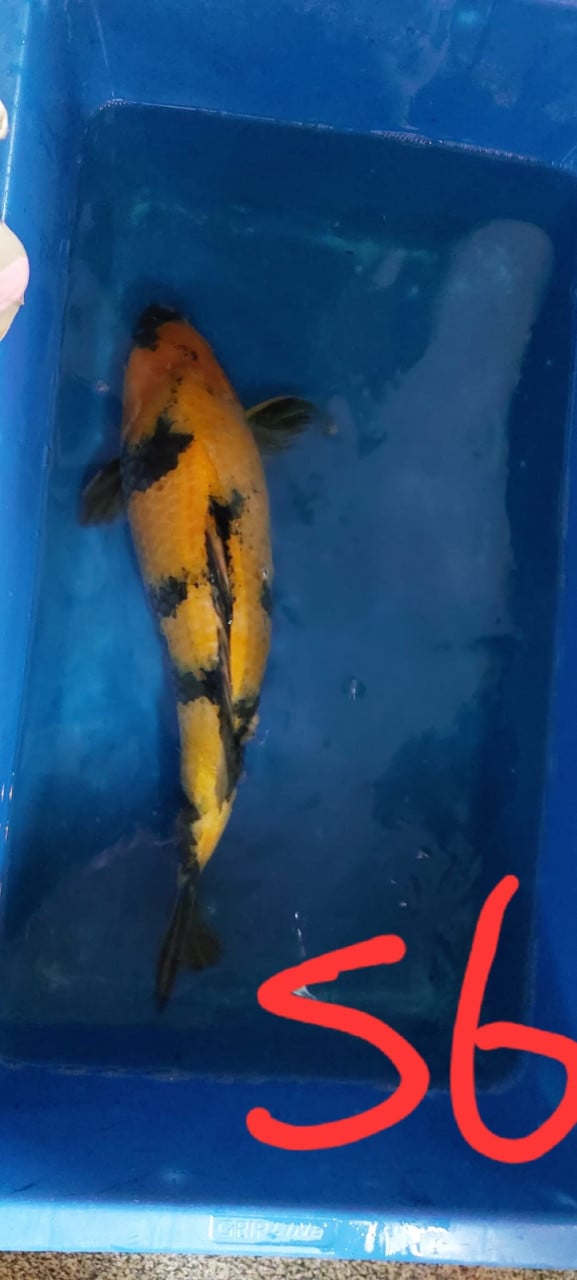 Koi's