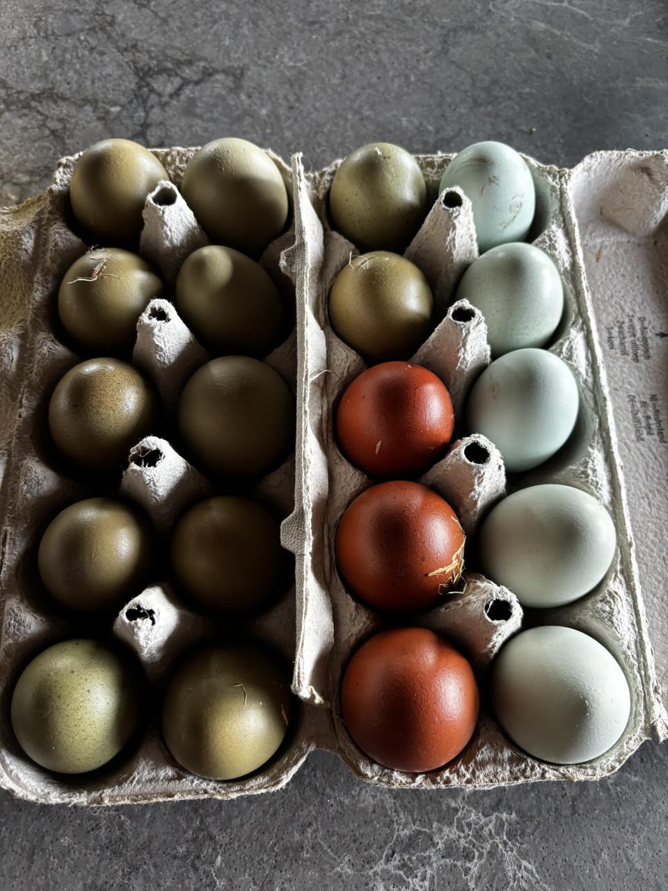 Verschillende kleuren broedeieren.