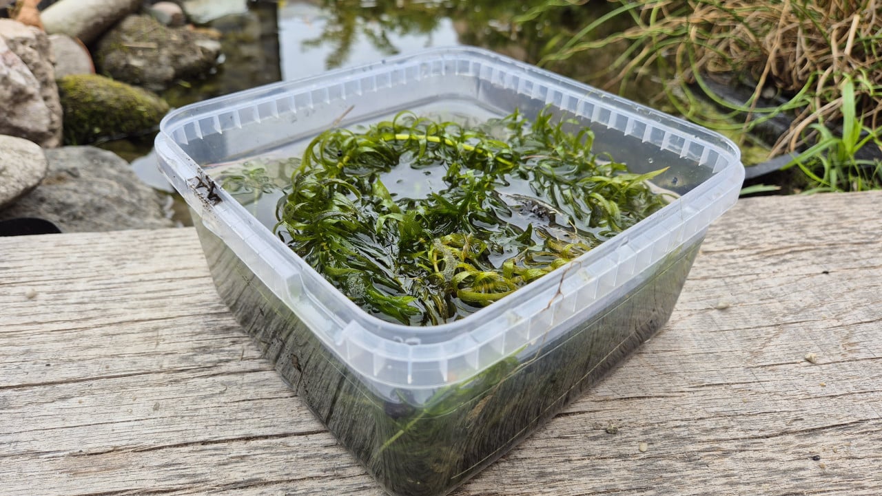 Vijverpest (vijverplanten)