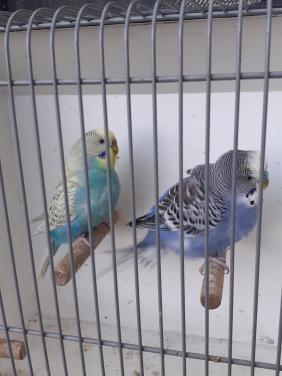 Kweekkoppel  grasparkieten