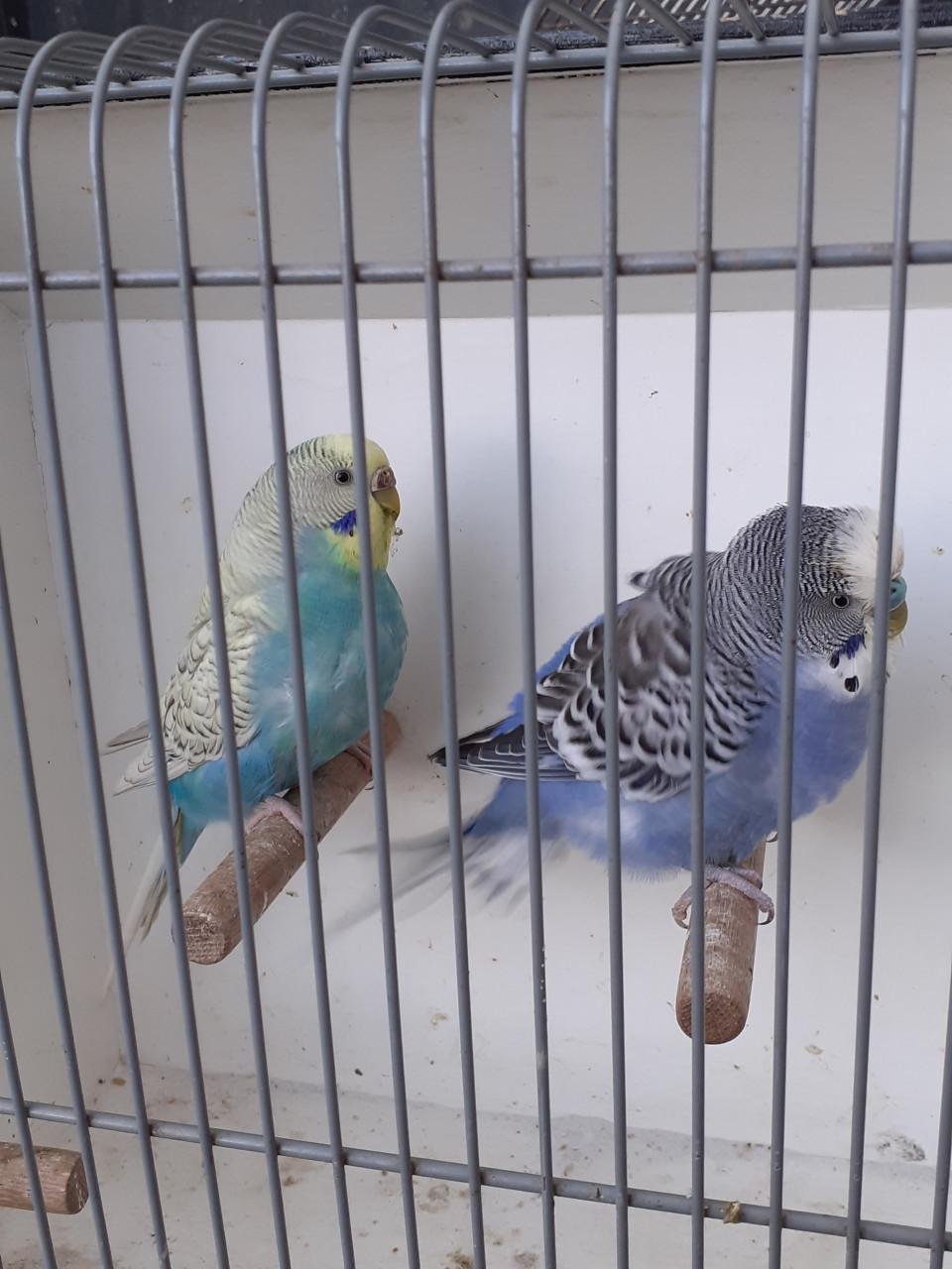 Kweekkoppel  grasparkieten