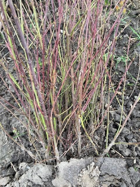 Natuurlijke beplanting/inheemse struiken