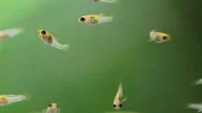 Guppies jongen