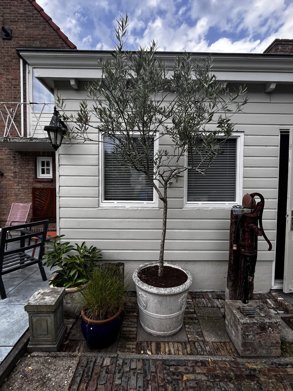 Olijfboom, 240 cm hoog, met stenen pot.