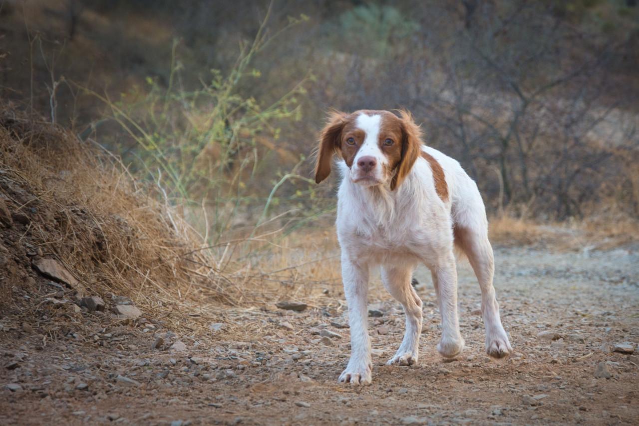 Deze superlieve hond zoekt en lief baasje