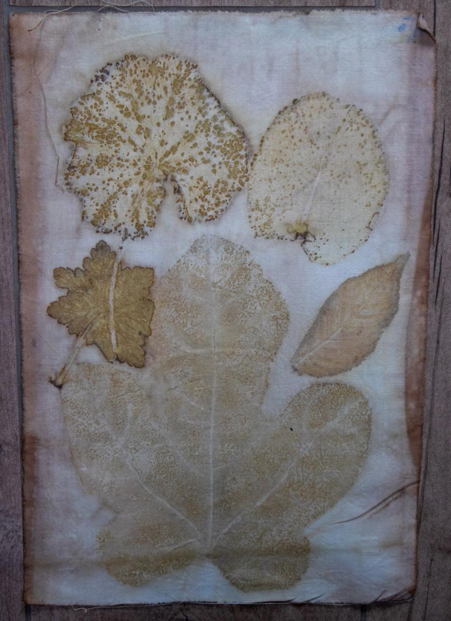 Wandelen, Wildplukken en Ecoprinten