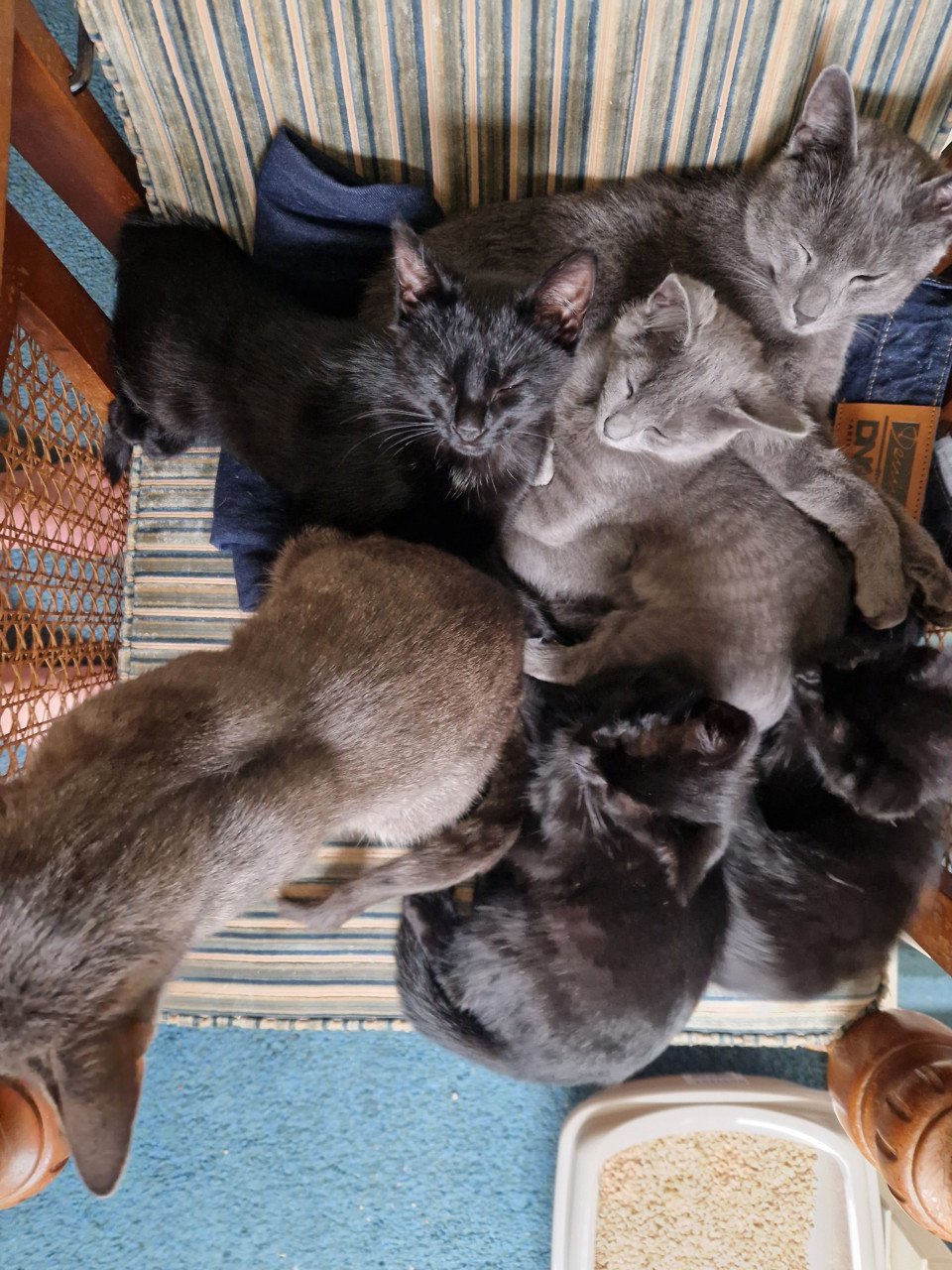 Knuffelige zwarte kitten. Nog eentje over