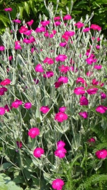 Prikneus Lychnis coronaria roze, vaste plant, winterhard