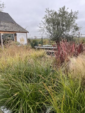 Diverse soorten siergrassen te koop in p9 of groter