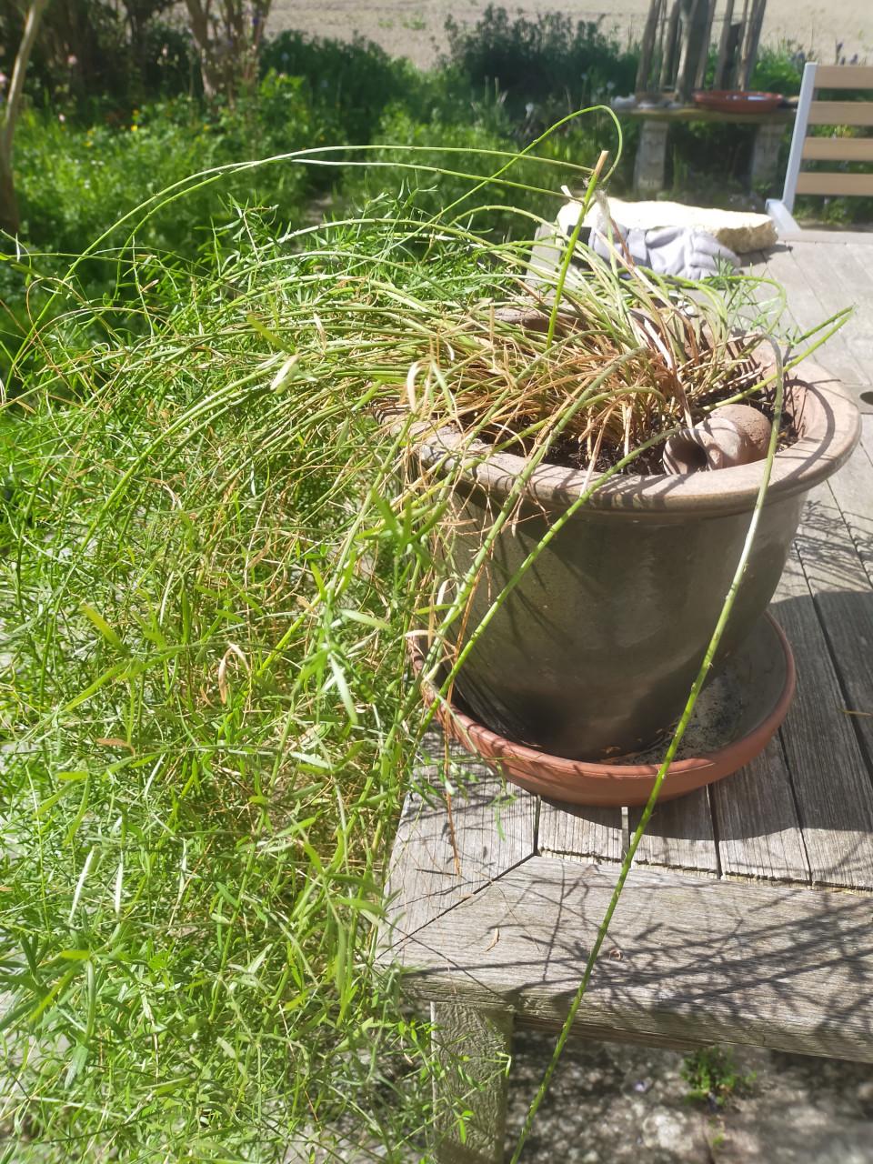 Sierasperge plant huiskamer plant