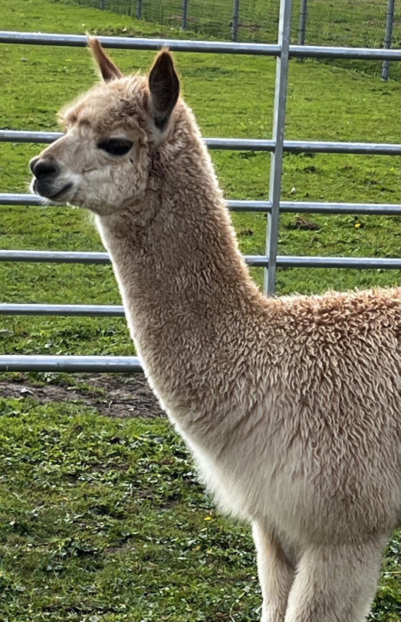 Alpaca hengstje