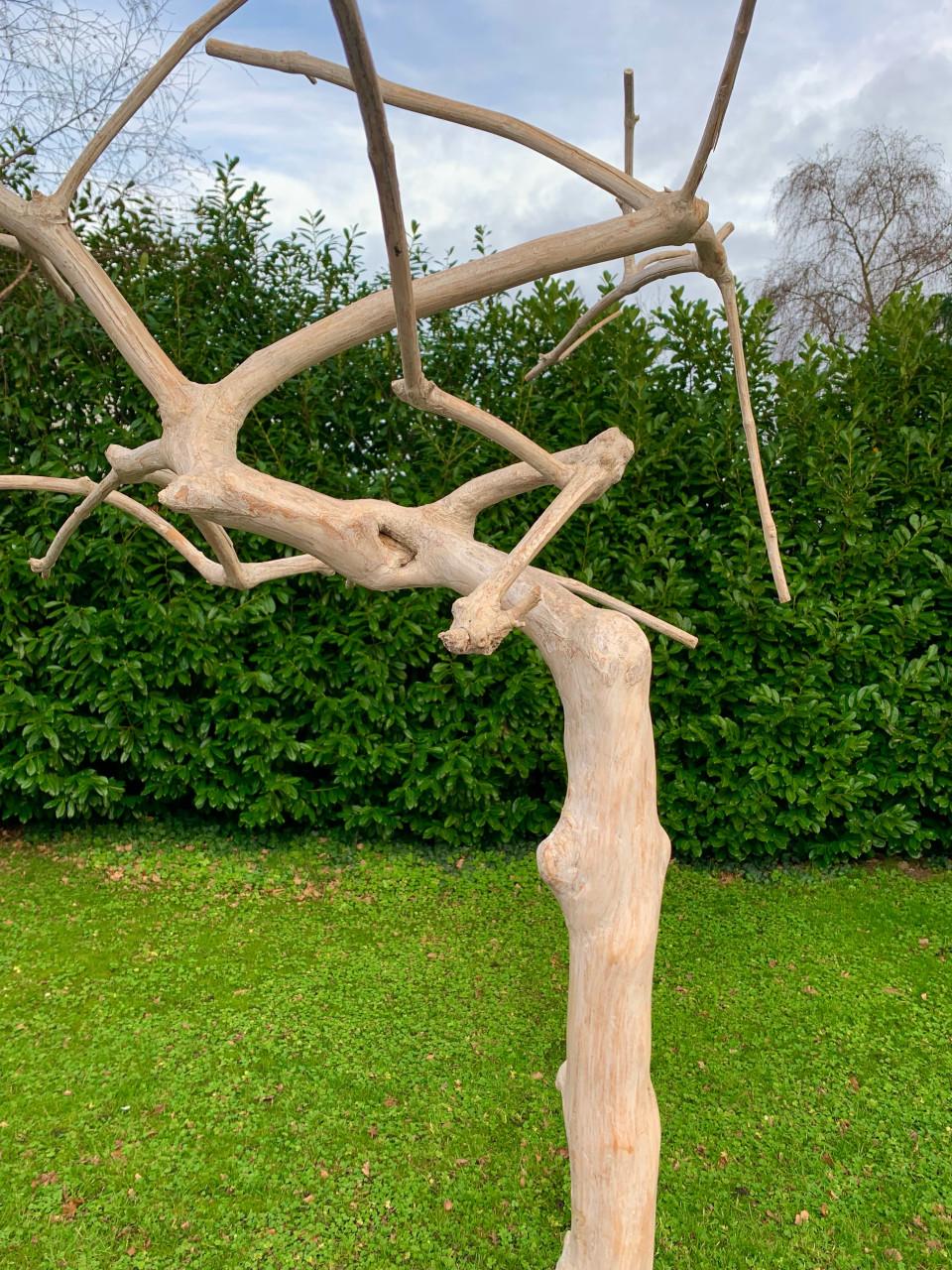 Java boom 250 cm hoog