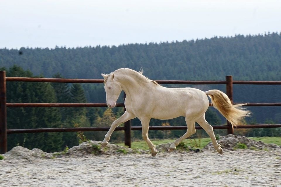 5- jarige Palomino PRE merrie