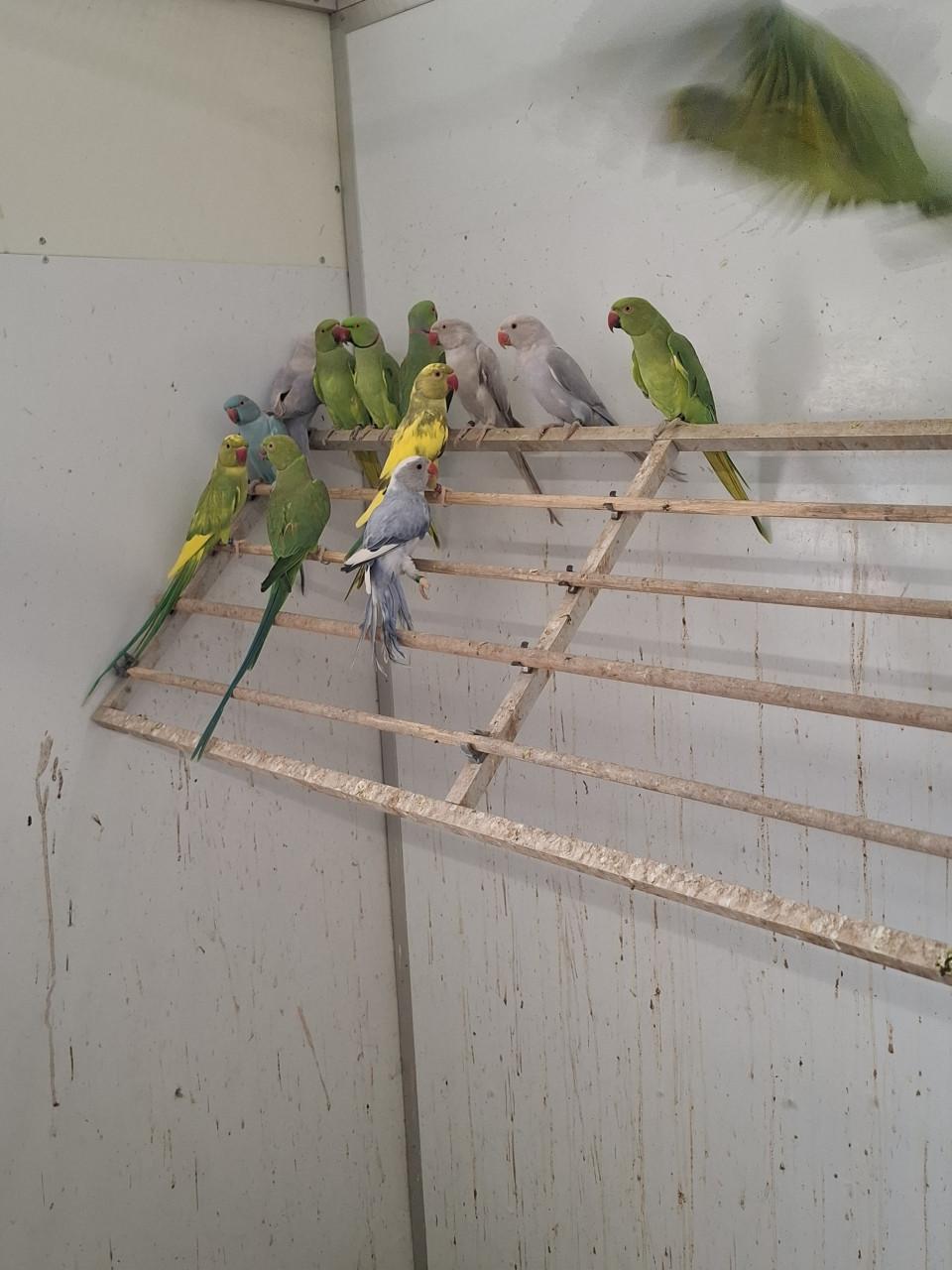 Prachtige halsbandparkieten in allerlei kleuren