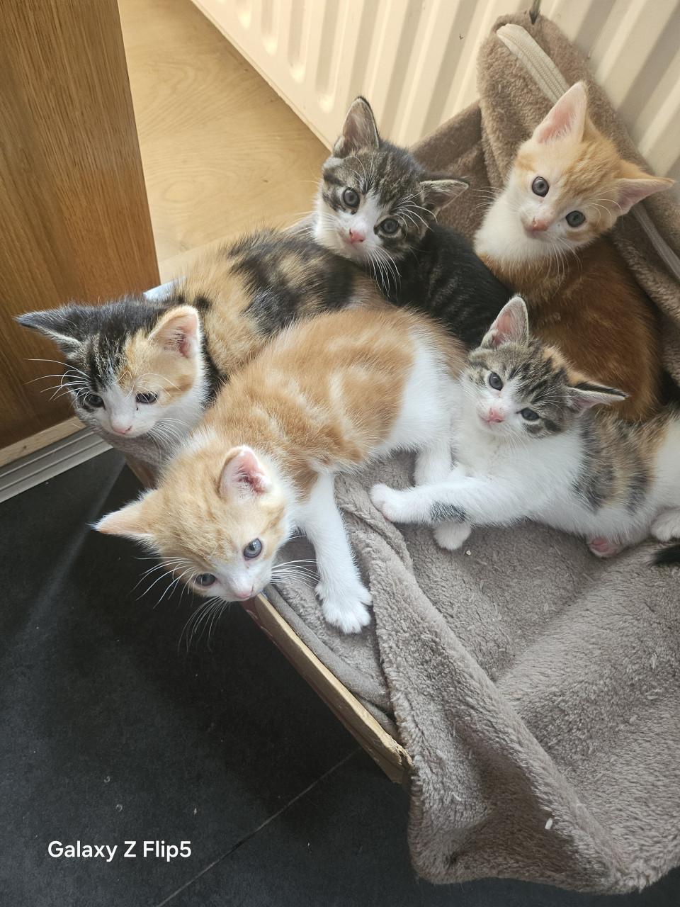 Kitten