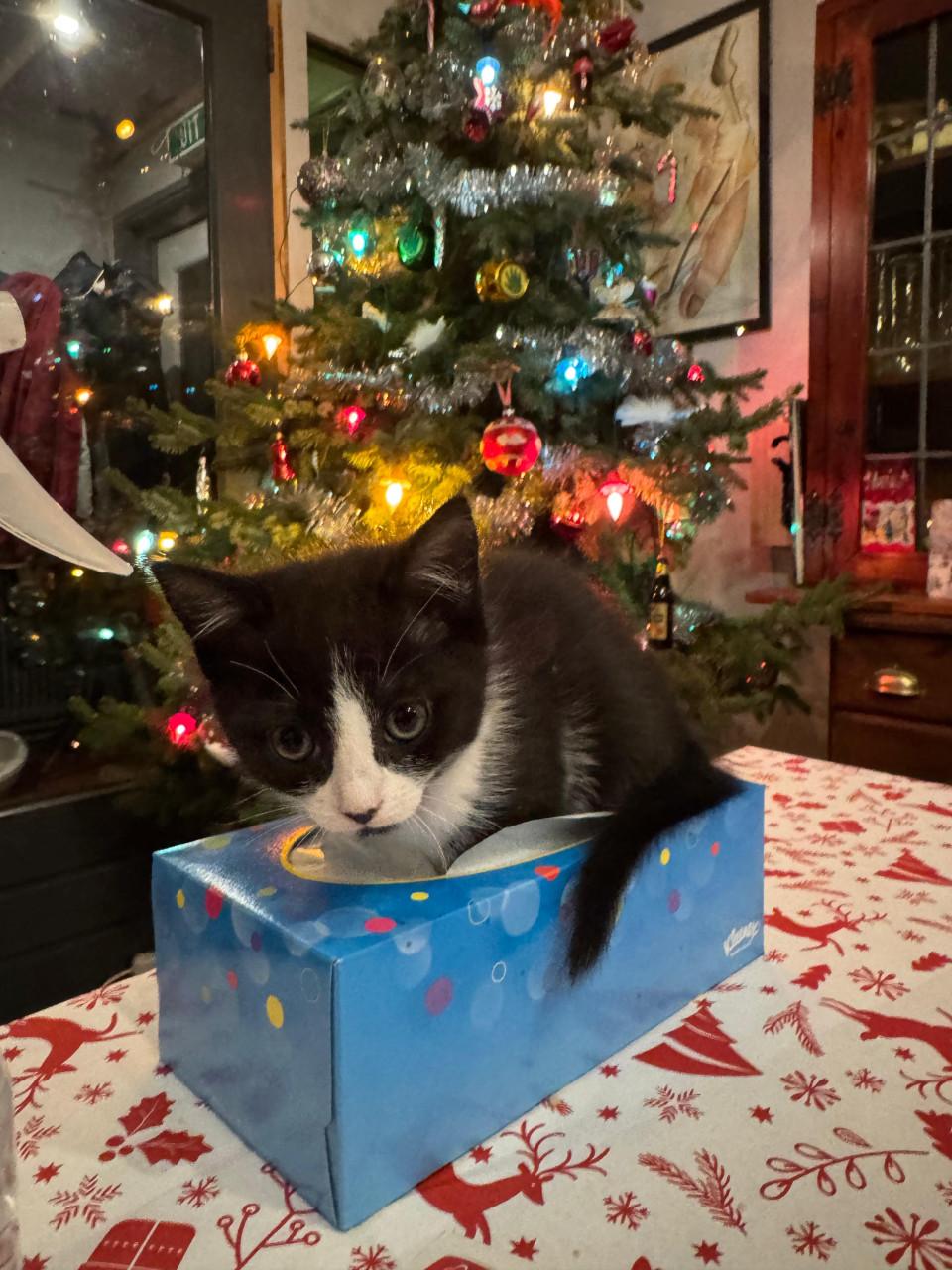 Lief poesje zoekt een nieuwe huisje