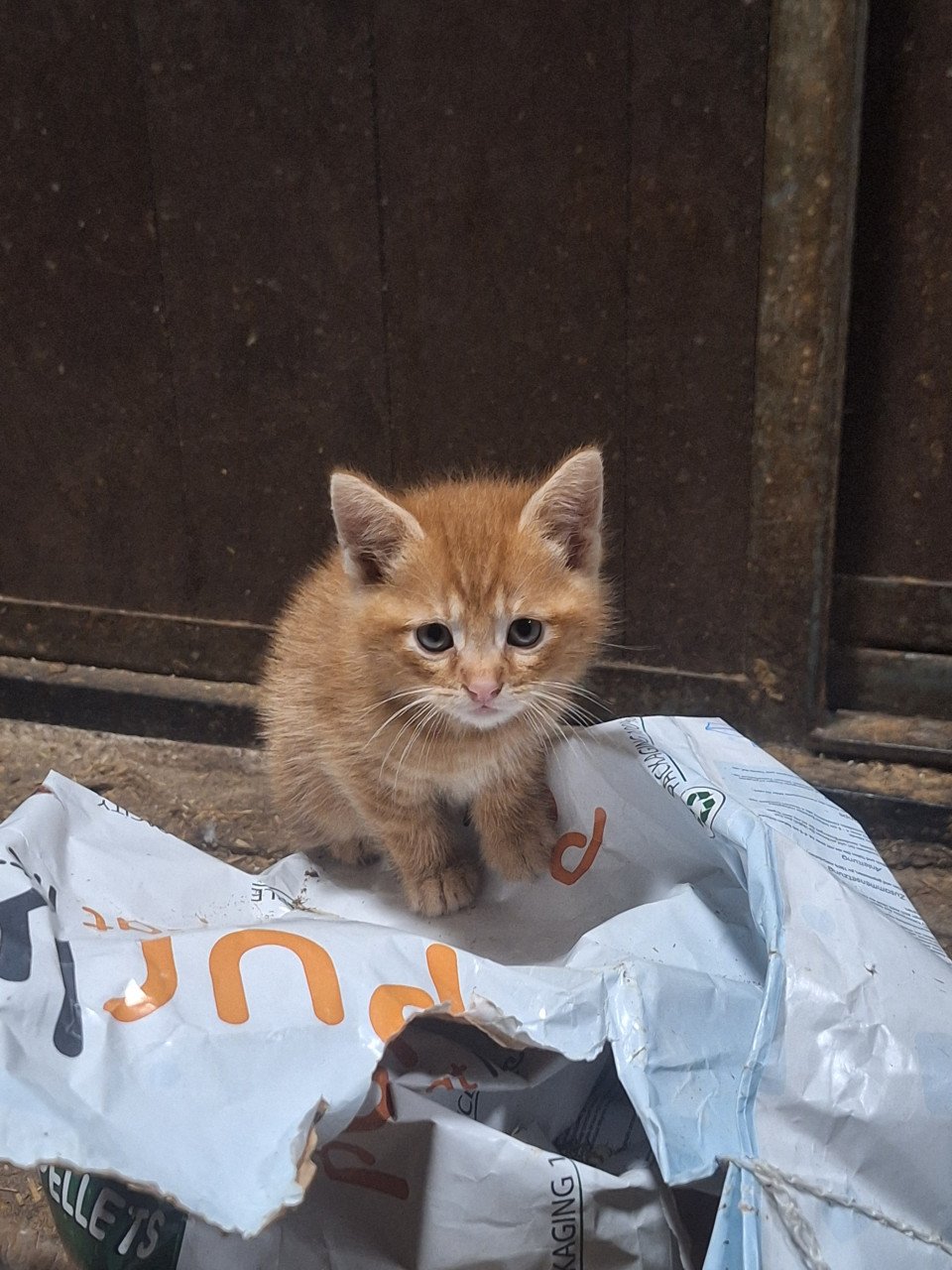 Lieve Kittens