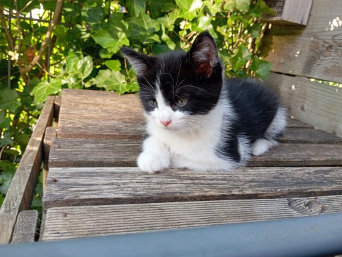 Kitten mannetje