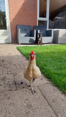 Lief Sebright haantje