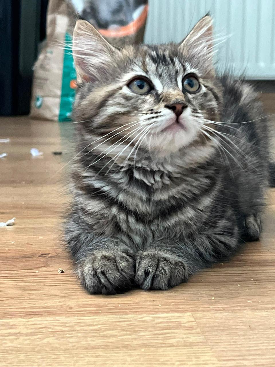 Kitten meisje kruising Pers langharig