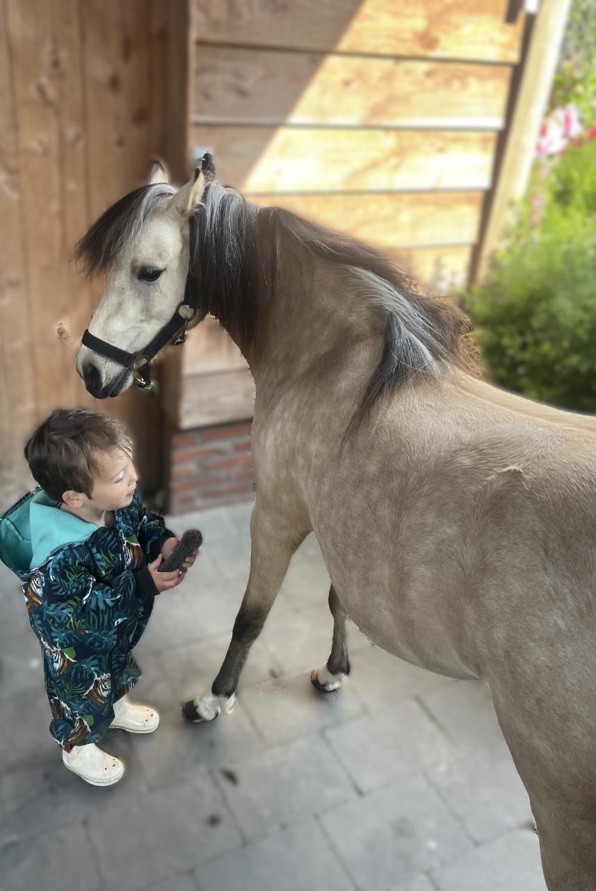 Mooie, leuke NMPRS merrie