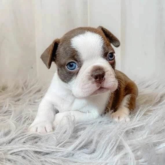 Boston Terriër Puppy ter adoptie