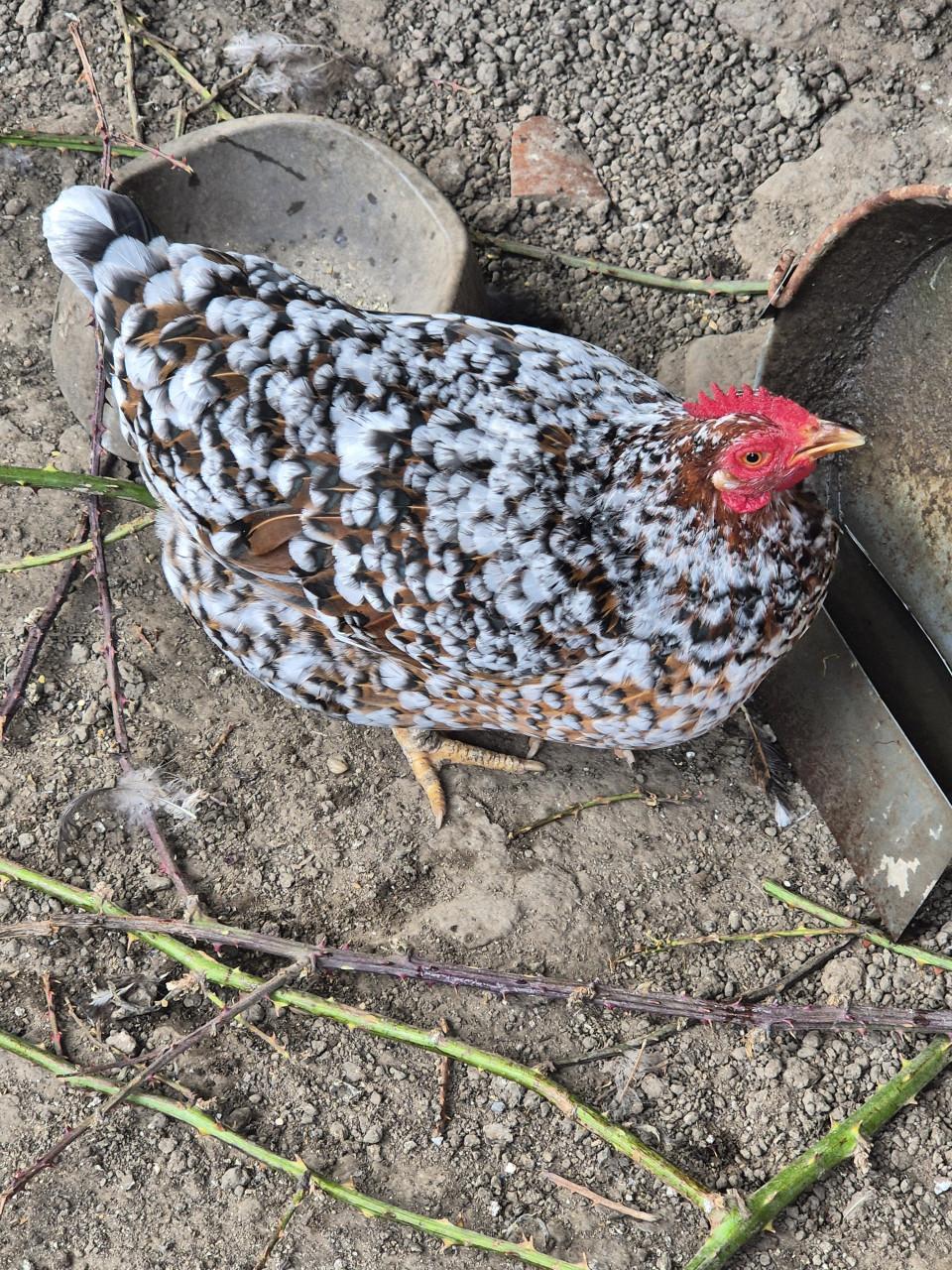 3 krielkippen porselein