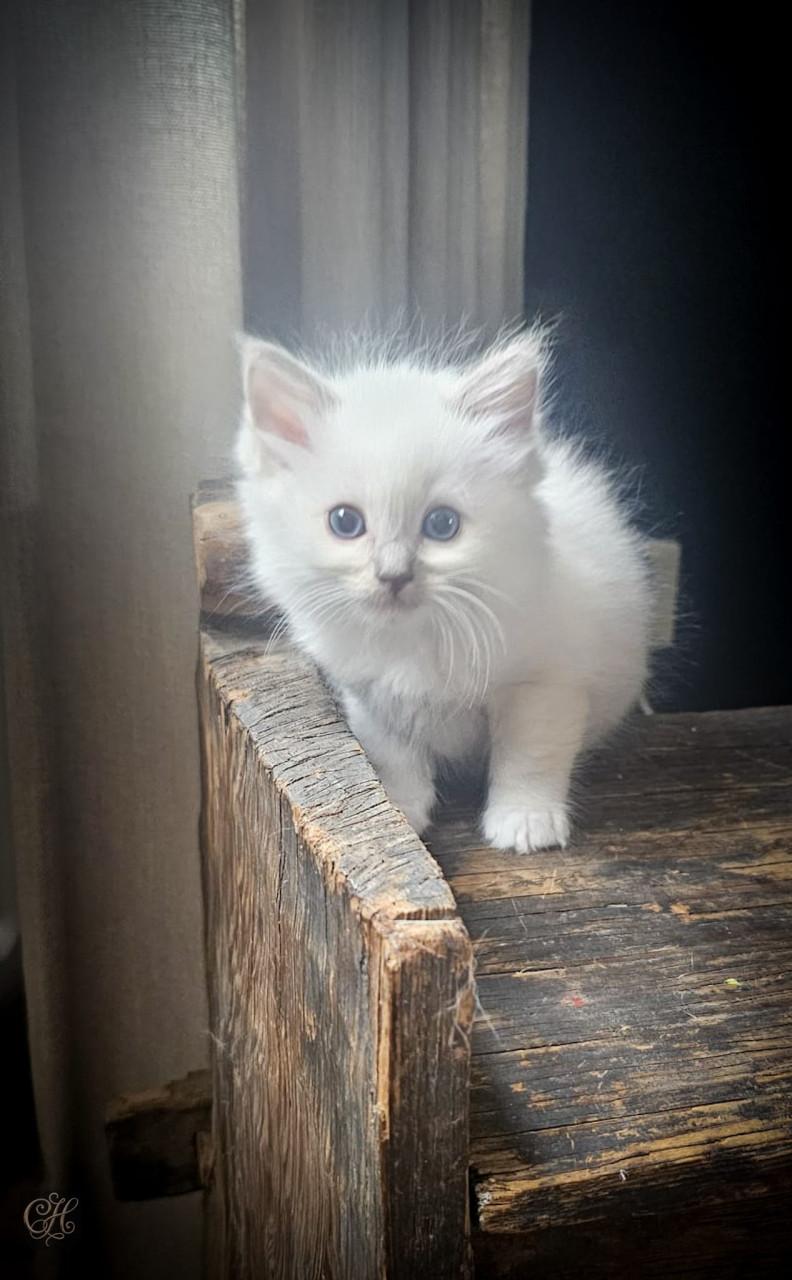 RAGDOLL  kittens