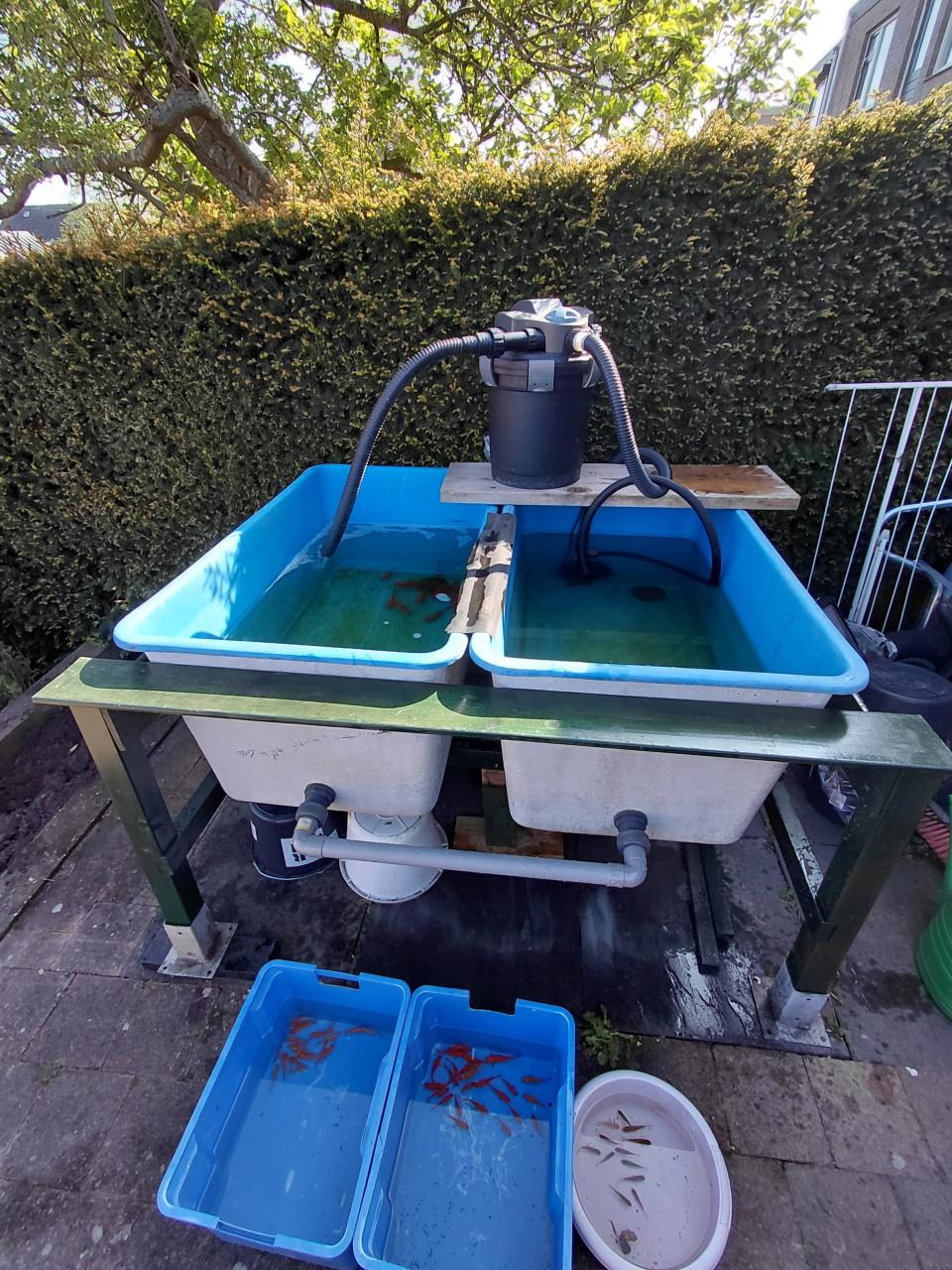 Quarantainebakken met filter en vijverpomp