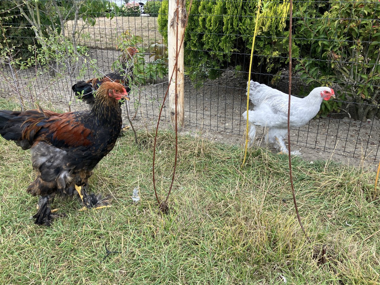Jonge Brahma hanen