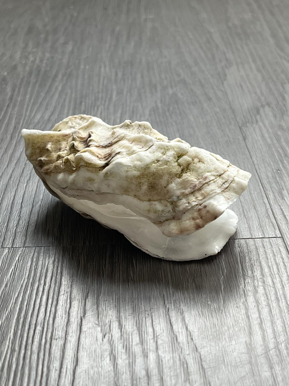 Oesterschelpen