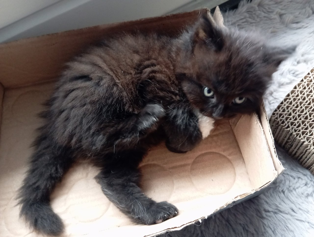 Kitten mannetje langhaar
