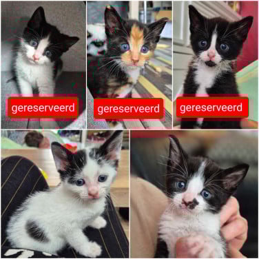 Super lieve sociale grotendeels met de fles opgevoede kittens te koop