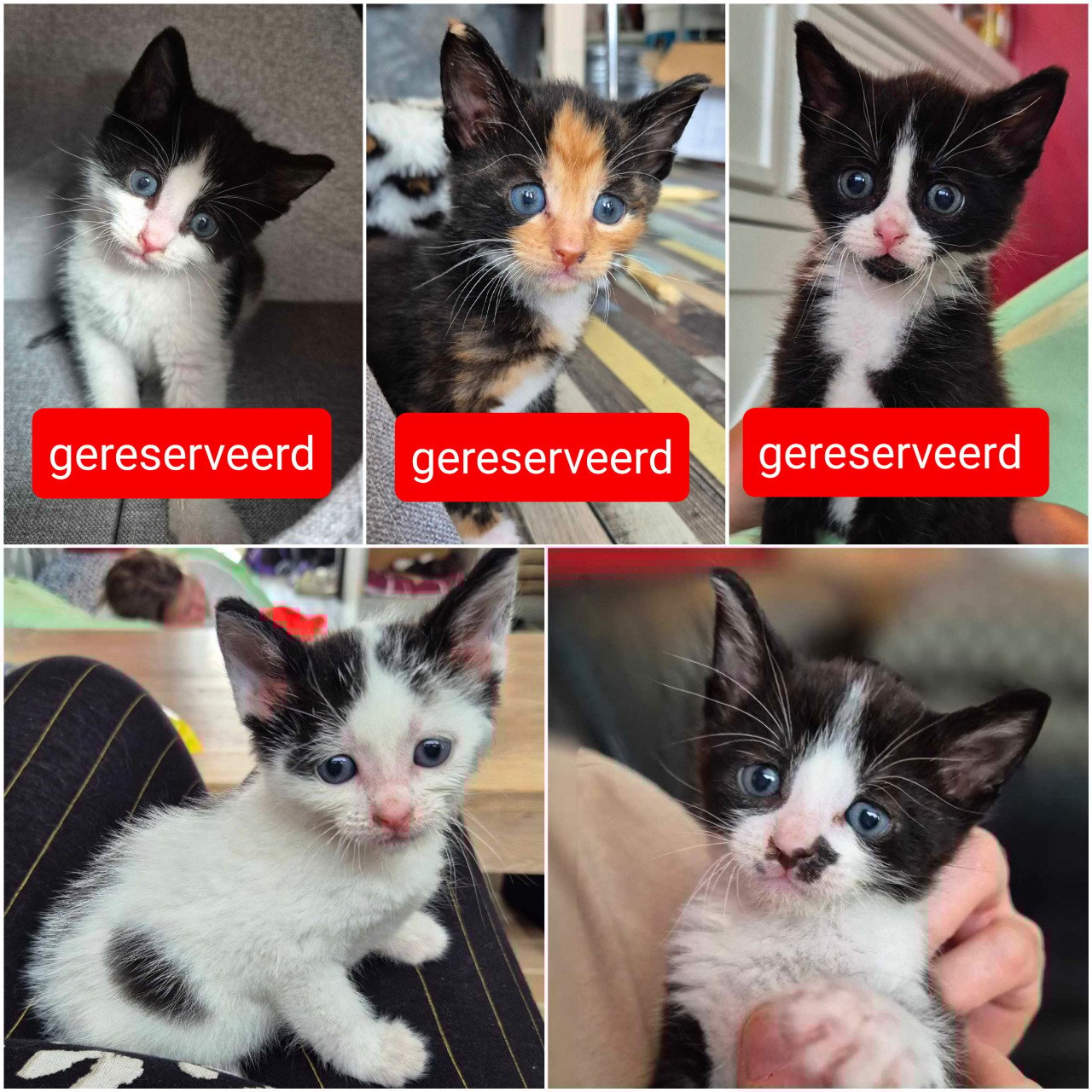 Super lieve sociale grotendeels met de fles opgevoede kittens te koop