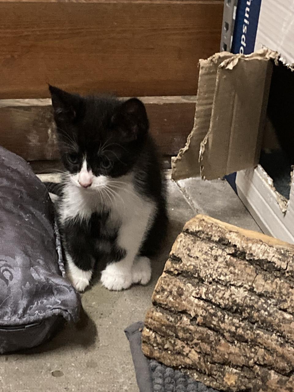Kittens